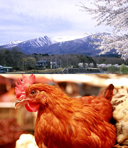 蔵王の自然と養鶏所の鶏とたまごかけご飯のイメージ